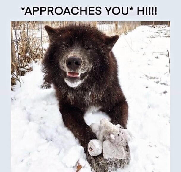 A photo of a black wolf holding a elephant Webkinz in it's paws while squinting and grinning. It is captioned, "APPROACHES YOU; HI!"